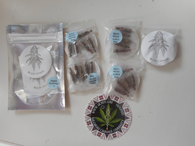 SofiaCannabisseeds.3-min.JPG