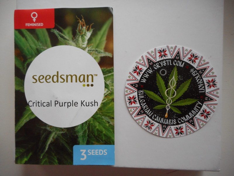Critickal Purple Kush-min.JPG