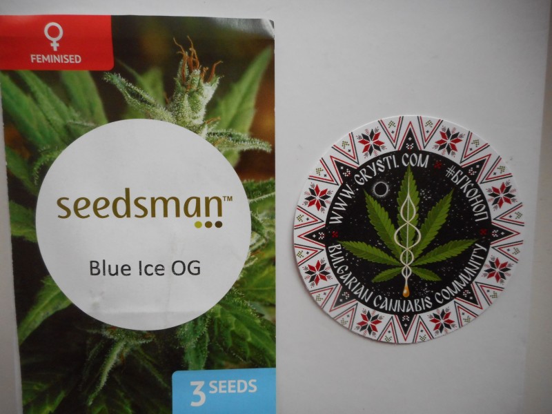 Blue Ice OG-min.JPG
