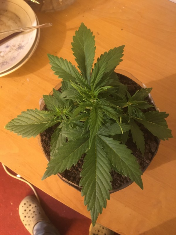 BlueBerry auto над почва от втори февруари