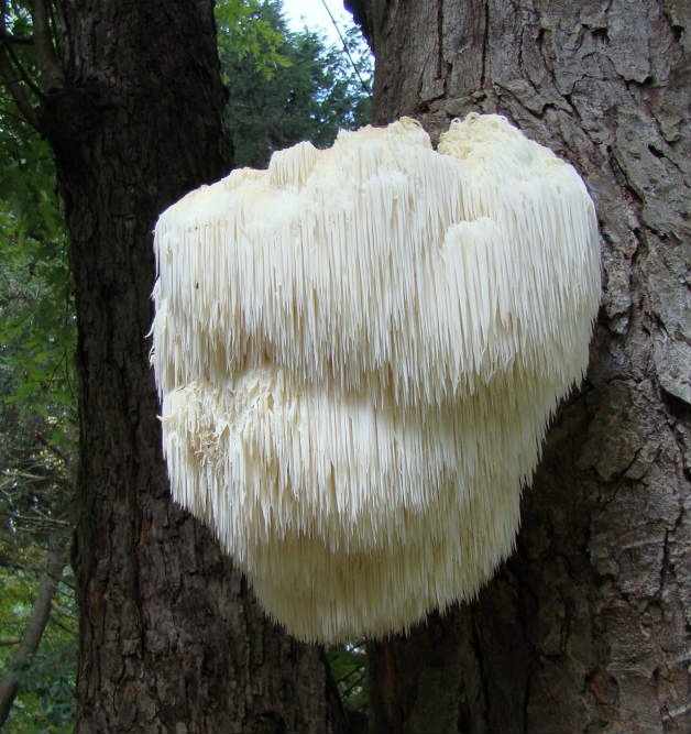 Hericium Erinaceus