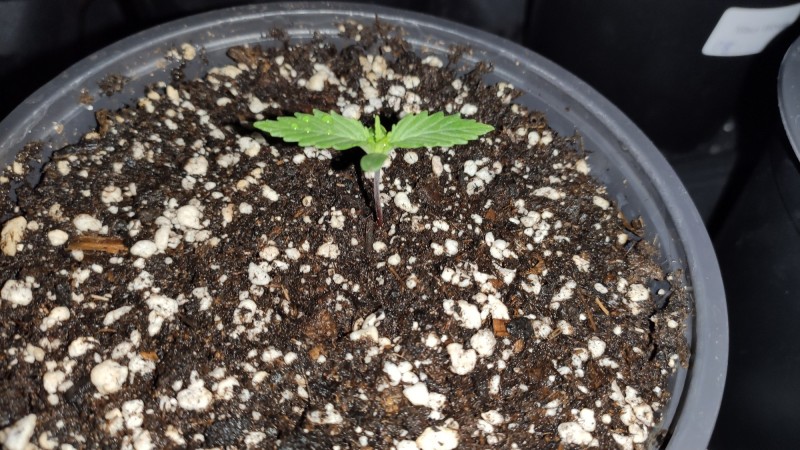 Lemonchello Haze.jpg