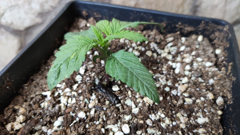 Maui Wowie1.jpg