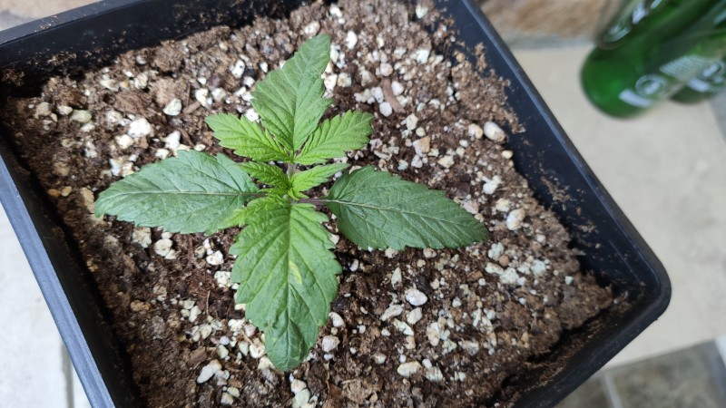 Maui Wowie1_2.jpg