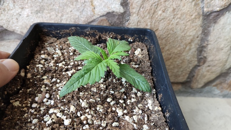 Maui Wowie2.jpg