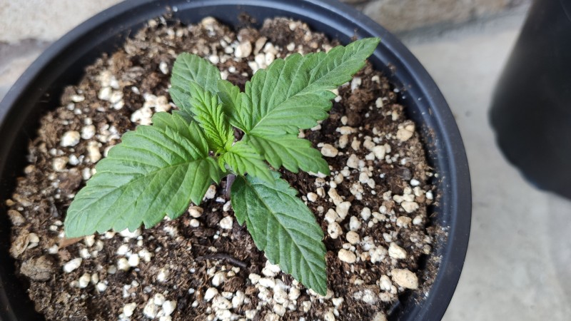 Maui Wowie3_1.jpg