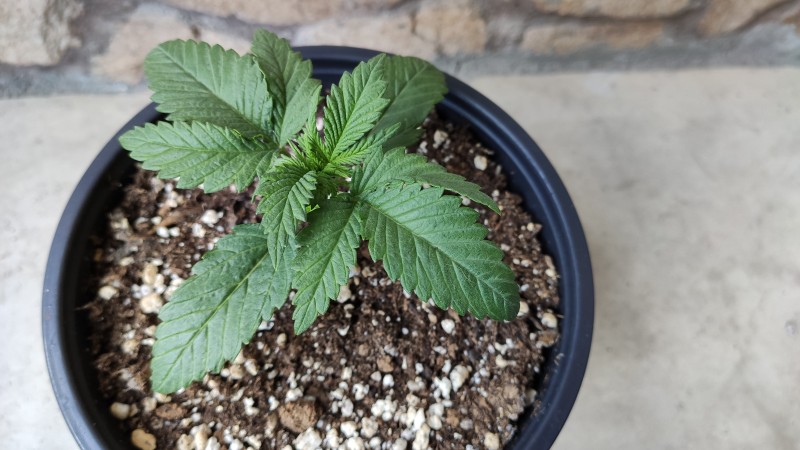 Strawberry Banana Grape2.jpg