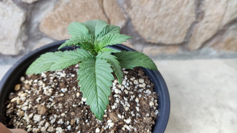 Strawberry Banana Grape3.jpg