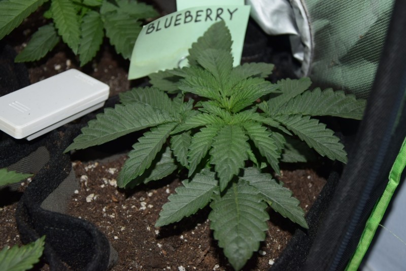 Blueberry