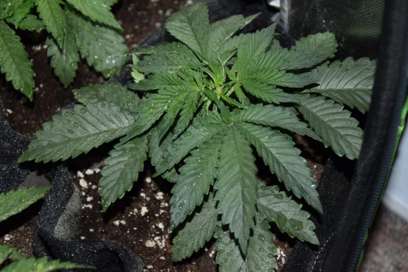 Blueberry