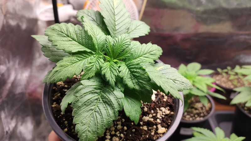 Berry White_2_3.jpg