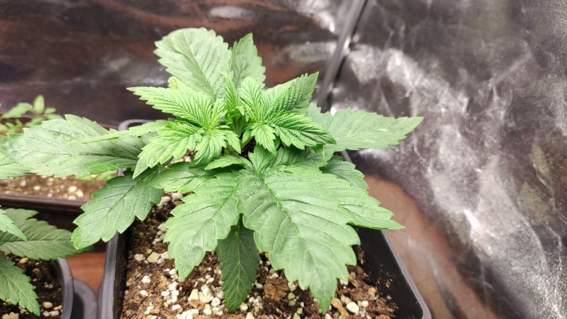 Berry White_3_2.jpg