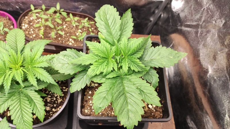 Berry White_3_3.jpg