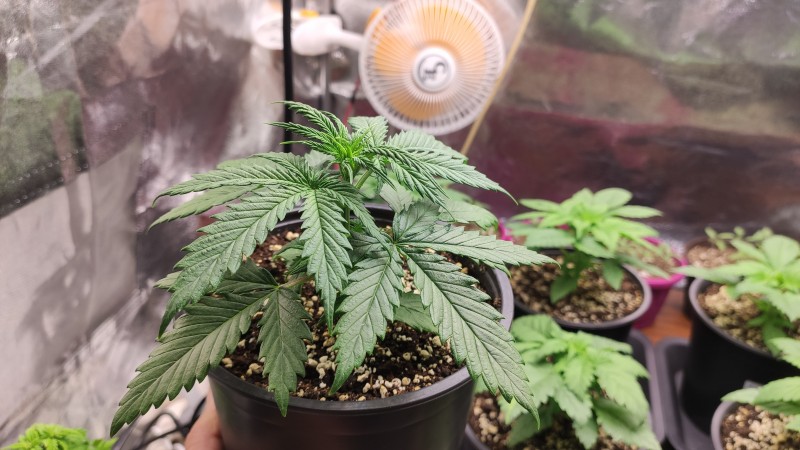 Lemonchello Haze.jpg