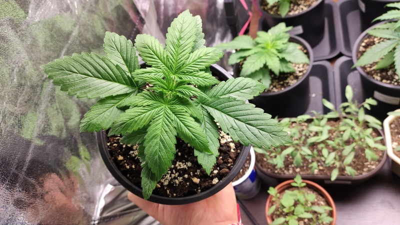 Maui Wowie_2_2.jpg