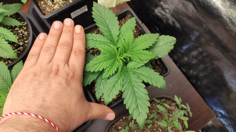 Maui Wowie_3_3.jpg