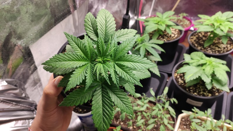 Strawberry Banana Grape2.jpg