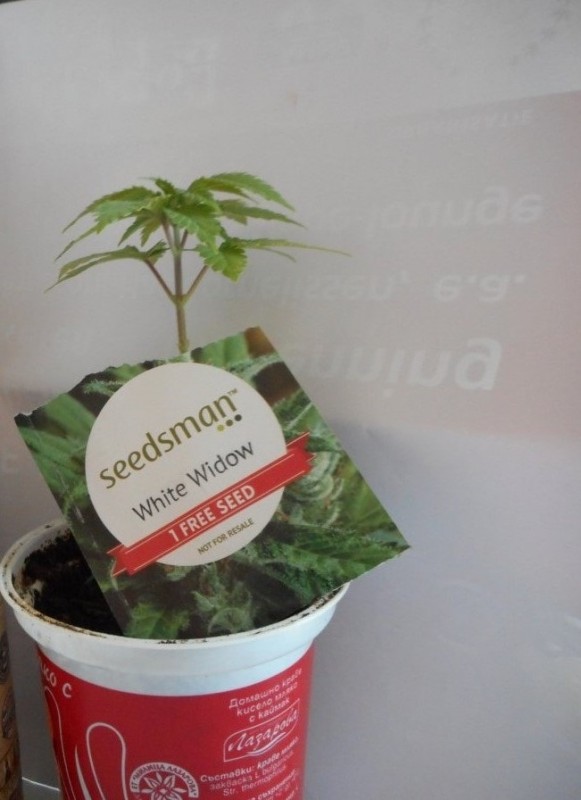 White Widow безплатна бонус семка на Seedsman. Растението е пуснато в домашлни условия, защото е разсад за въшно отглеждане (партизански outdoor)