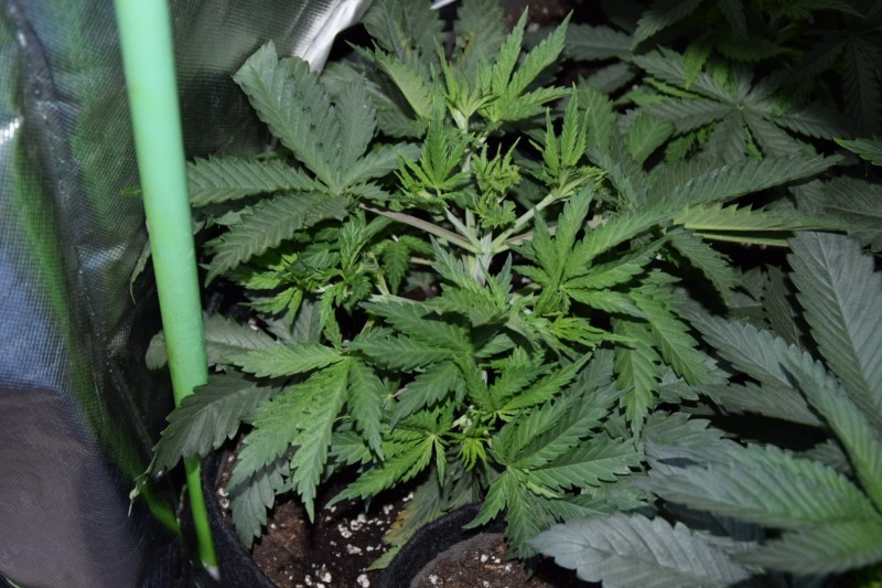 CBD cream cheese  мно странно се развива на много разклонения