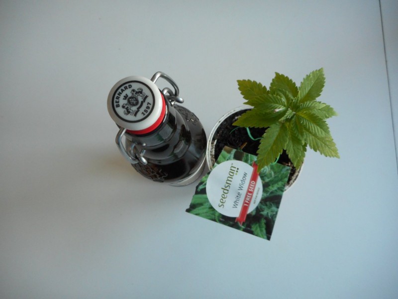 White Widow безплатна бонус семка на Seedsman. Растението е пуснато в домашлни условия, защото е разсад за въшно отглеждане (партизански outdoor)