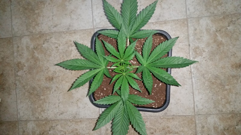 Ето я - Skywalker Cookies +1