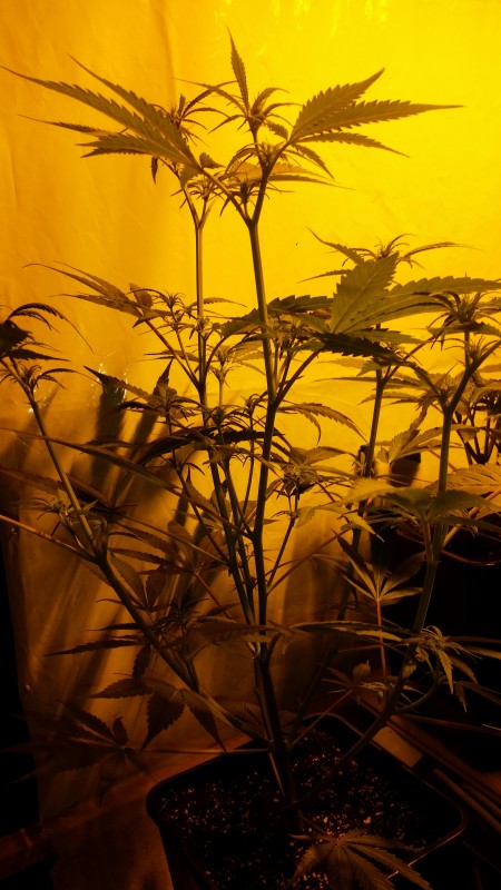 Clones that gave me clones