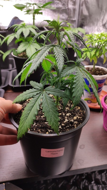 Lemonchello Haze.jpg