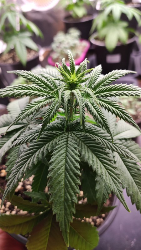 Strawberry Banana Grape2.jpg