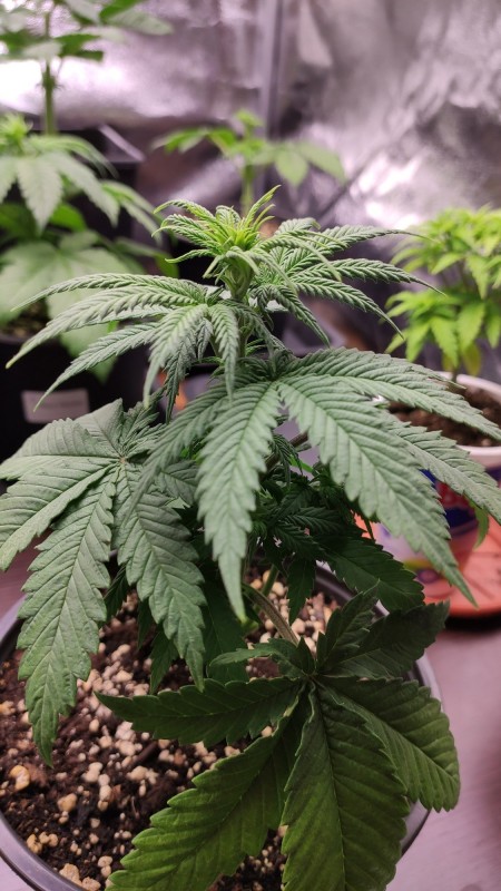 Strawberry Banana Grape3.jpg