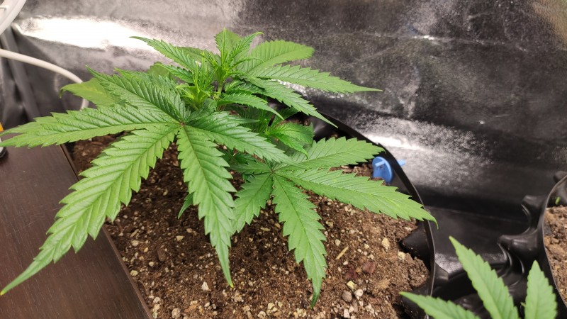 Lemonchello Haze.jpg