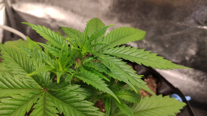 Lemonchello Haze2.jpg