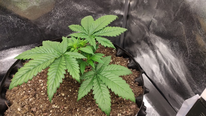Maui Wowie1.jpg