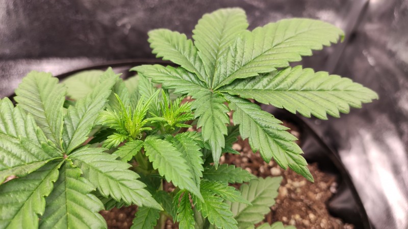 Maui Wowie1_2.jpg