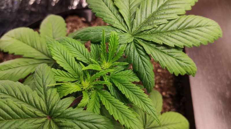 Maui Wowie2_2.jpg