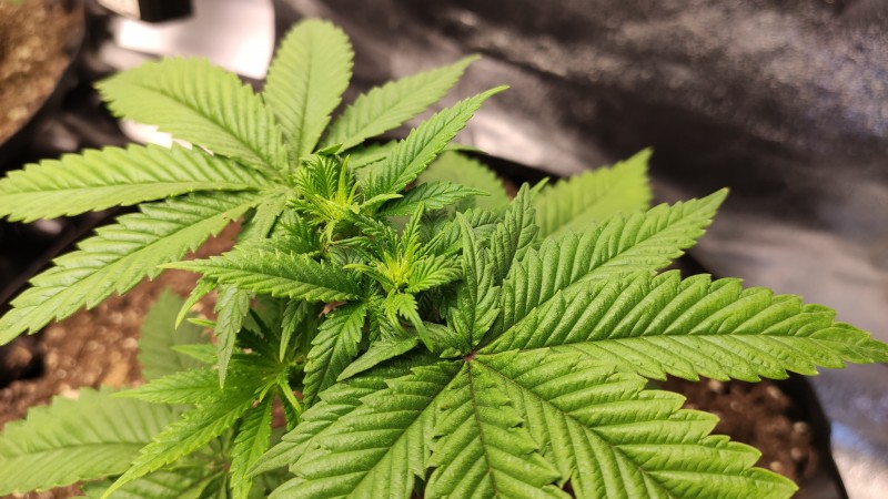 Strawberry Banana Grape2.jpg