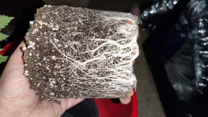 Maui Wowie_koreni0.jpg