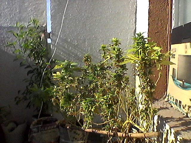 white widow.jpg