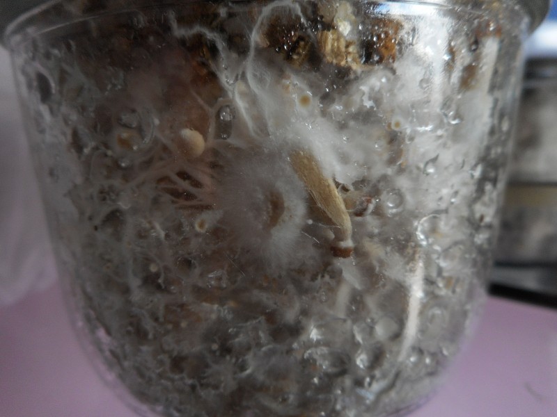 Виждат се мини гъби в буркан, това означава, че буркана е готов за обръщане. :)