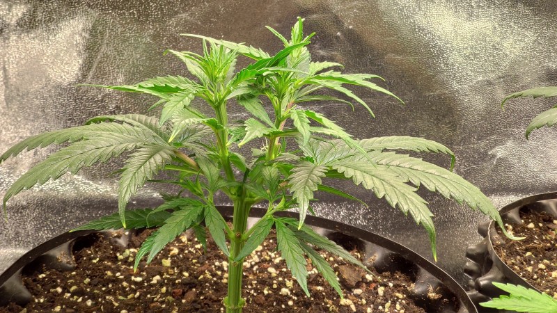 Lemonchello Haze.jpg