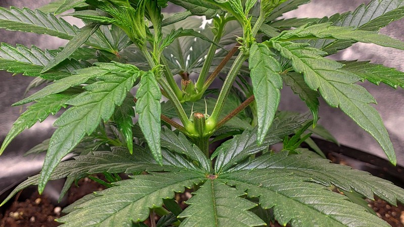 Lemonchello Haze2.jpg