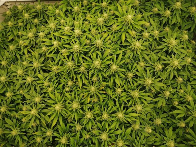 Mars Hydro SP250.jpg