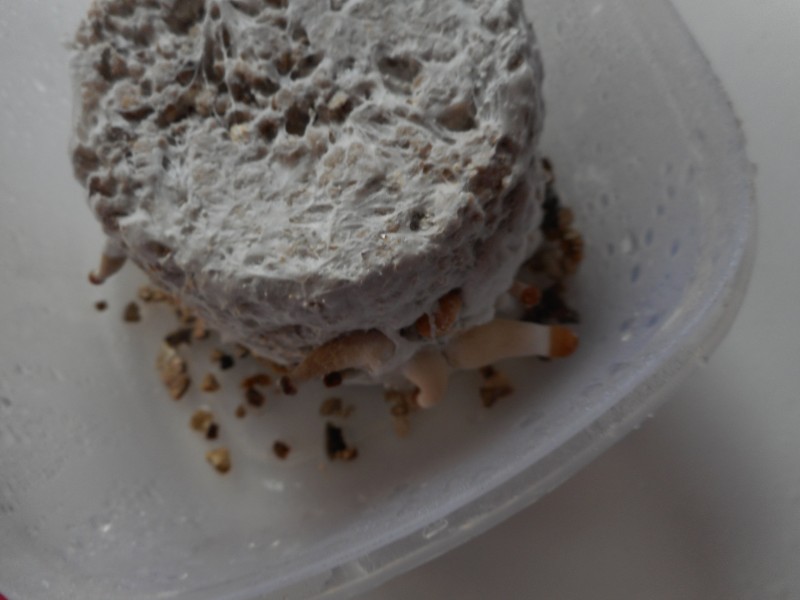 Гъбна торта в пластасова кутия от храна.: