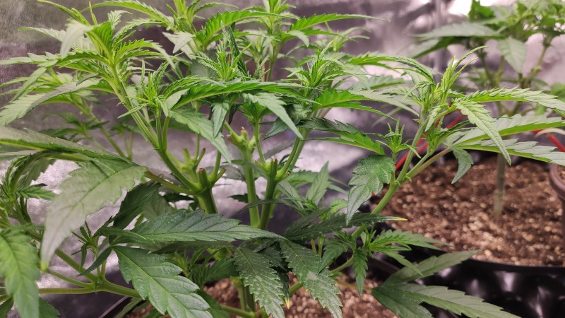 Lemonchello Haze2.jpg