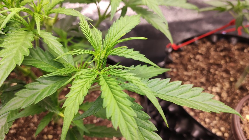 Lemonchello Haze3.jpg