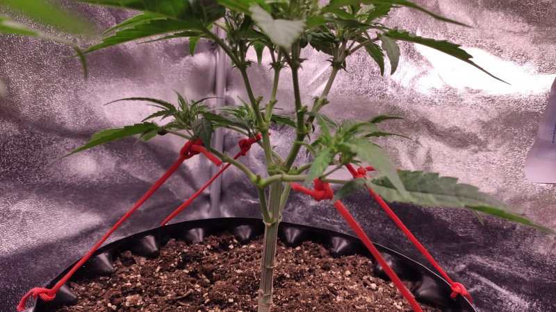 Strawberry Banana Grape6.jpg