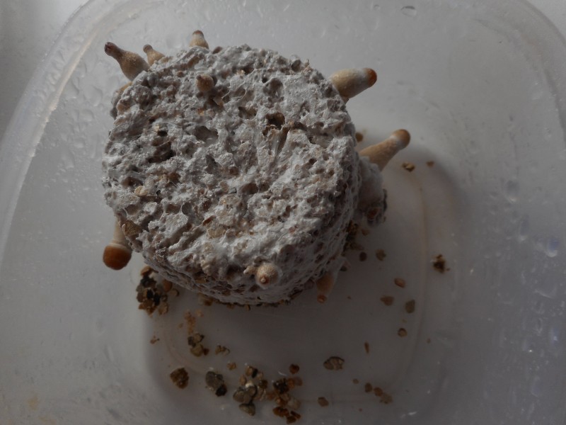 Гъбна торта в пластасова кутия от храна. :)