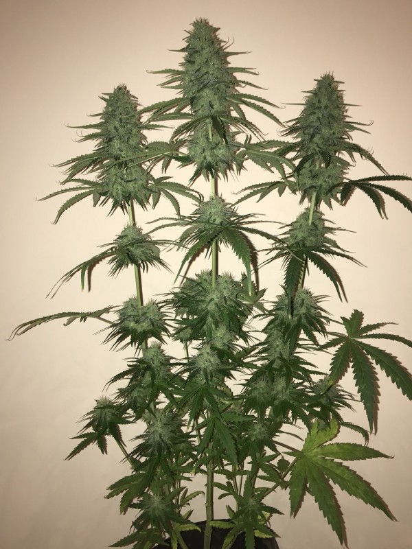 SexBud35.JPG