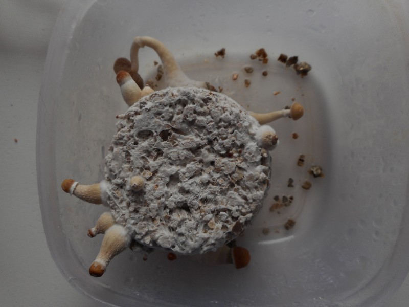 Торта с псилоцибинови гъби  в пластмасова кутия