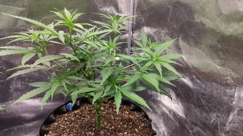 Lemonchello Haze.jpg