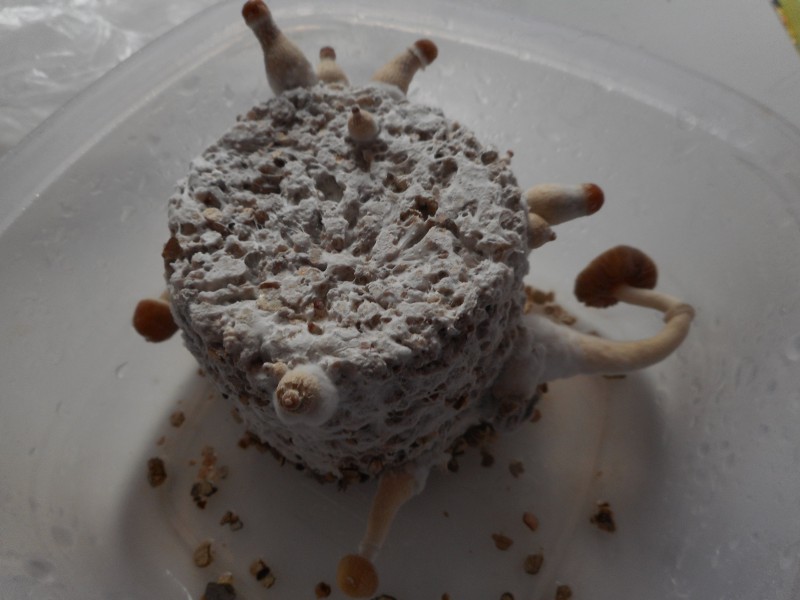 Торта псилоцибинови гъби в пластмасова кутия